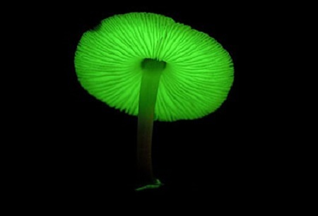 funghi fluorescenti