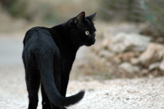 gatto nero attaversa la strada