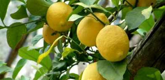 limone agrumi
