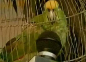 Fa fuggire spacciatori: arrestato Lorenzo, il pappagallo