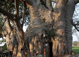Bar scavato all’interno di un Baobab millenario