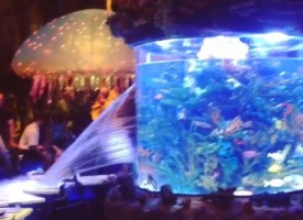 Disney World maxi acquario si rompe all’ improvviso e inonda il bar