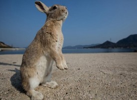 Okunoshima, l’Isola dei conigli: la reazione dei conigli ad una ragazza giapponese che getta del cibo per terra