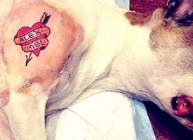 Scoppia sul web il caso del cane tatuato