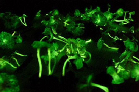 funghi fluorescenti in natura