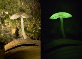Uno spettacolo della natura: i funghi fluorescenti