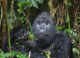 Ambam, il gorilla che cammina eretto come un uomo