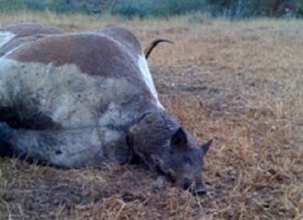 Incredibile nello zimbabwe una mucca partorisce un maiale