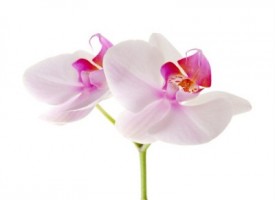 In Brasile fiorita l’orchidea più grande del mondo