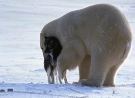 Orso polare gioca e abbraccia cane da slitta