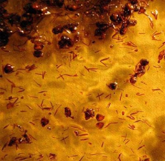 Chris Trueman autoritratto con 200 mila formiche