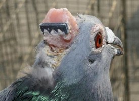 Impianti craniali per piccioni