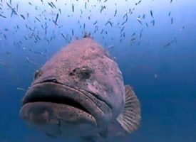 Cernia golia gigante appare dal fondo del mare ed inghiotte uno squalo intero in un boccone