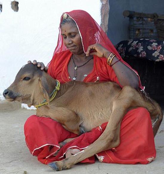 Chouthi Bai pats her pet calf in her residence at Kilchu village