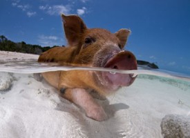Pig Beach, l’isola abitata solo da maiali