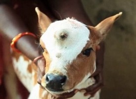 Nato in India un vitello con tre occhi venerato proprio come la divinità Hindu Shiva