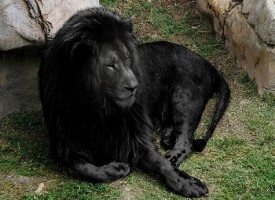 Il leone nero, il più bello e raro animale che esista al mondo
