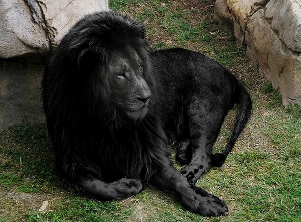 raro leone nero bello