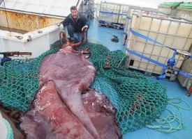 Calamaro gigante di 350kg pescato in Antartide: lungo 10 metri e con 3 cuori