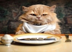 In Giappone il primo ristorante a tema felino che serve agli umani cibo per gatti