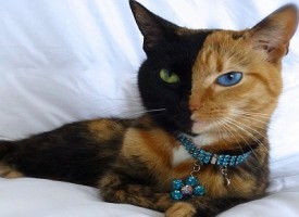 Venus il gatto chimera a due facce, l’incredibile miracolo della genetica
