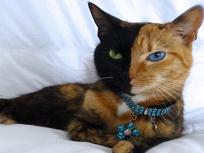 venus gatto 2 facce