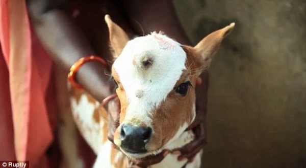 vitello nato con tre occhi