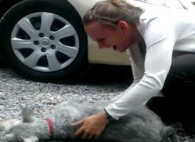 Il cane che nel rivedere la padrona dopo 2 anni e sviene per la troppa felicità