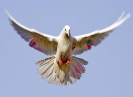 In Cina misure di sicurezza per la festa nazionale: ispezione anale a 10.000 colombe