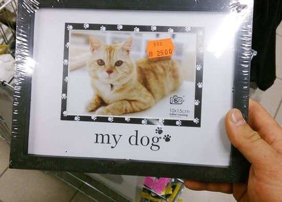 dog gatto fail packaging