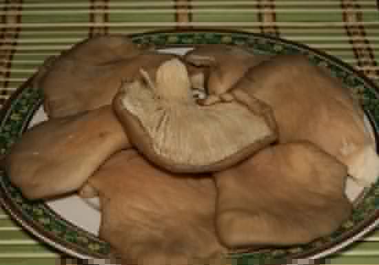 funghi raccolta