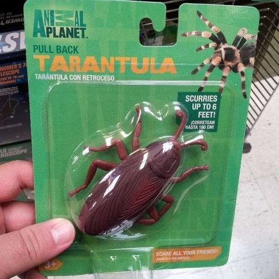 tarantola scarafaggio packaging fail