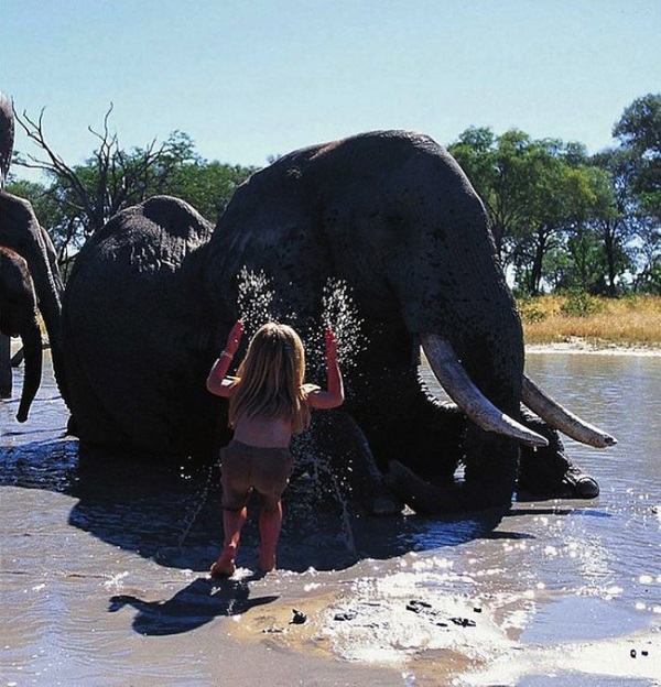 elefante africa savana