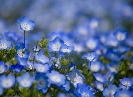 Il Parco di Hitachi in Giappone e i suoi 4,5 milioni di fiori blu intenso
