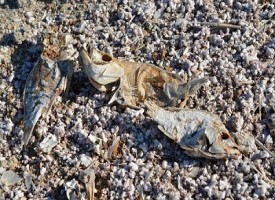 Salton, il lago morto della California con una distesa di milioni di ossa di pesci morti