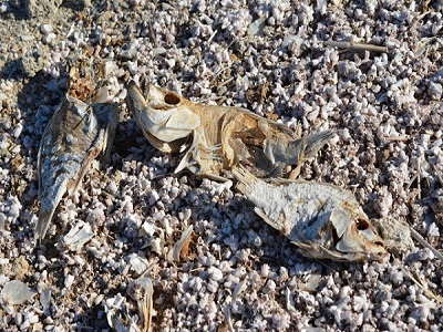 lago salton morto