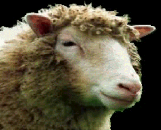 produzione record lana pecora