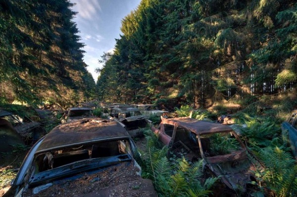 automobili abbandonate foresta