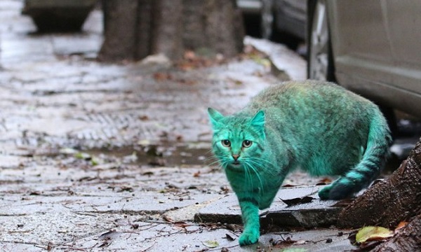 gatto verde in bulgaria