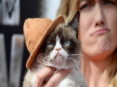 gatto milionario Grumpy cat