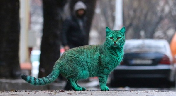 vernice verde gatto colorato