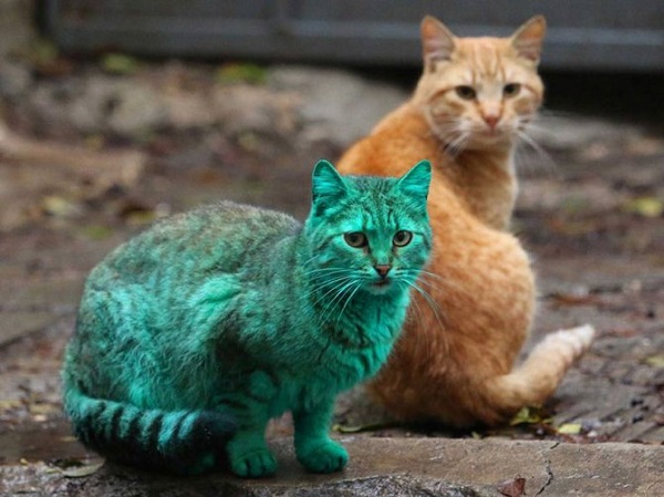 gatto colorato di verde