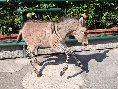 incrocio asino zebra