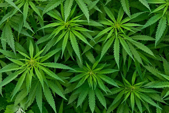 pianta cannabis