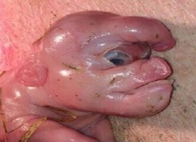 Il maialino nato con il volto umano e il pene sulla fronte