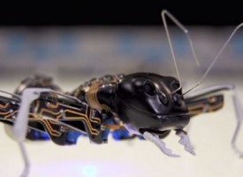 Formiche robot come operai del futuro?