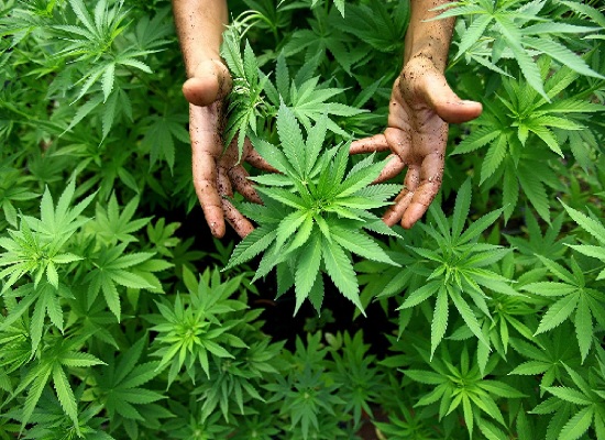 uso cannabis in medicina