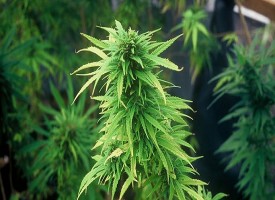 La cannabis rimedio naturale contro insonnia e incubi: lo rivela uno studio americano