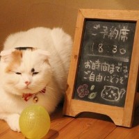 Spopolano nel mondo i “Cat cafè”: le caffetterie dei gatti