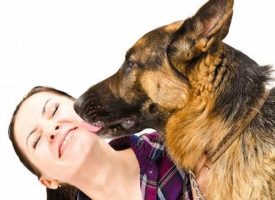 Il cane la lecca e le trasmette la setticemia: donna rischia di morire